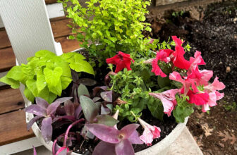 New Plants For The Front Porch (Plus, A Story About The Kindness Of A Stranger)